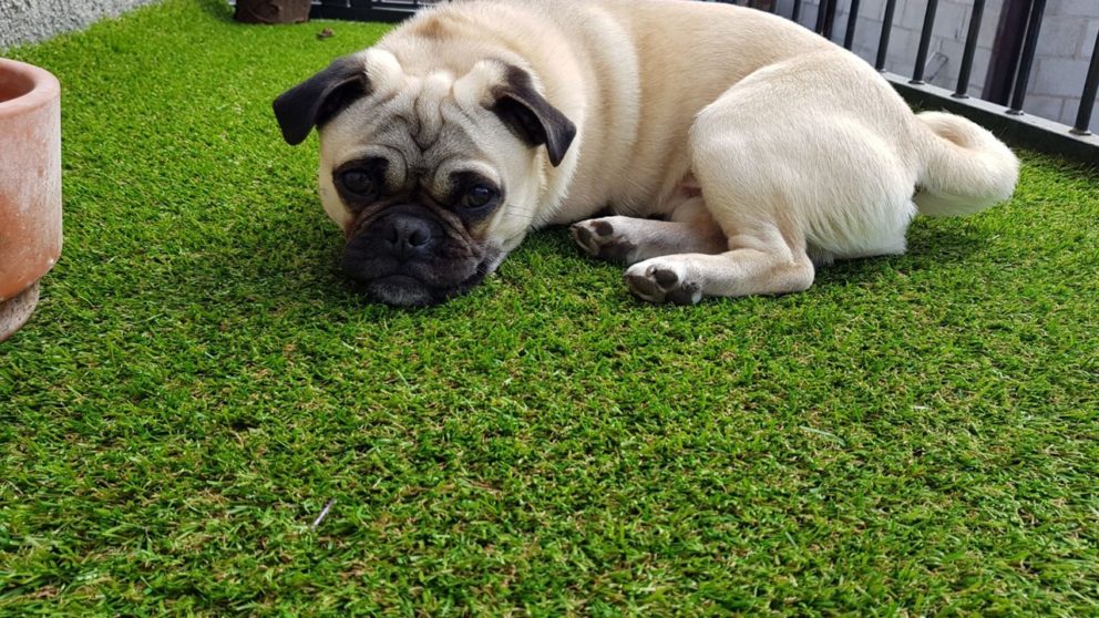 Artificial Grass For Dogs Pug
