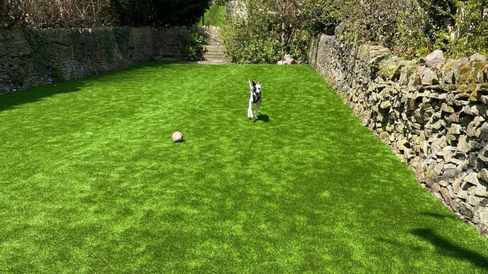 dog-running-on-nomow-artificial-grass