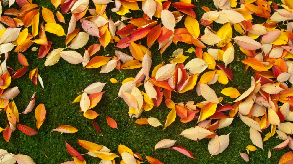 Leaves on artificial grass