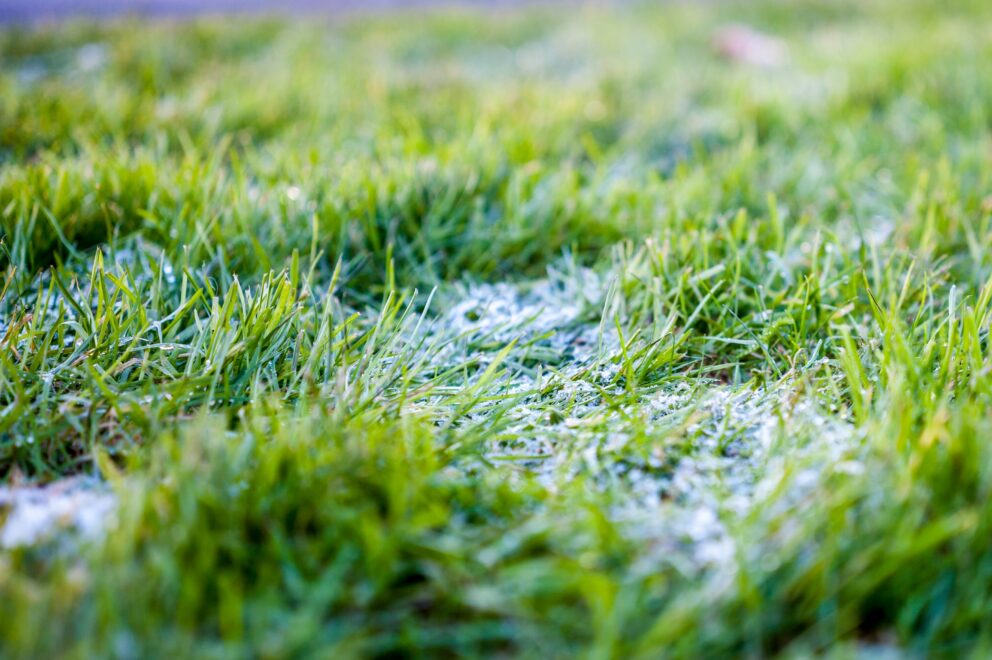 Artificial grass with frost
