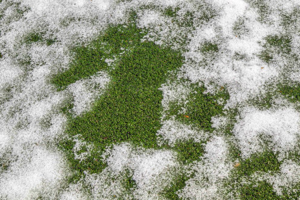 Artificial Grass Snow