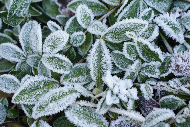 Green Leaves Plants Covered With Frost